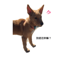 我家阿狗的日常