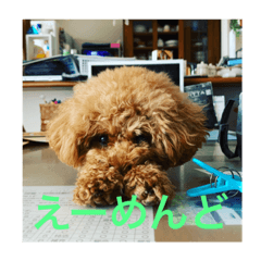 Mochi_20200908222822