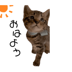 我が家の猫ちゃん達（ ·э· ）