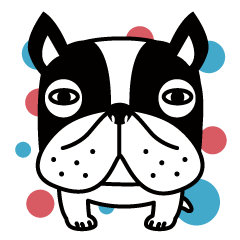 Black and white French bulldog