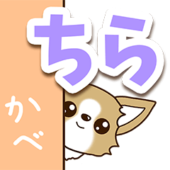 Chihuahua's Sticker! (Clear large text)