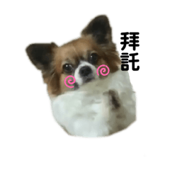 胖娃娃cookie日常