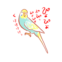 My home of budgerigars