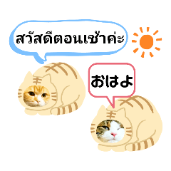 ภาษาญี่ปุ่นและภาษาไทยแมวน่ารักทาบิ