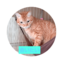 tonton_20200909231553