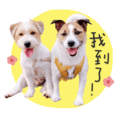 JRT米菲二筒正男