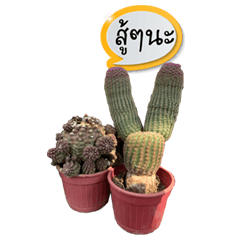 Greeting bigcactus