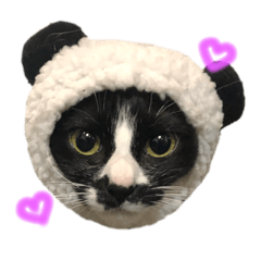 My cats are cute.