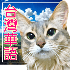 Travel Cat *Chinese/Taiwanese Stickers*