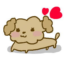 FLAN of toy poodle