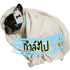 LazyMoody French bulldog (Thai Version)