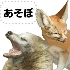 A fox and raccoon dog