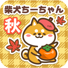 Shiba Chichan in Autumn 2