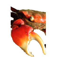 crab without wording-BIG