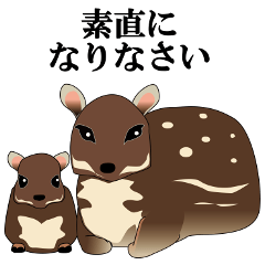 Dignified Water Chevrotain