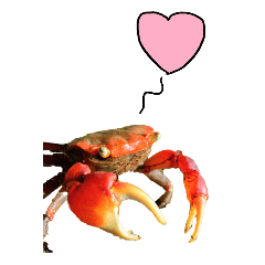 Doodle on crab-BIG