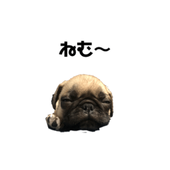 maple_20200912070912