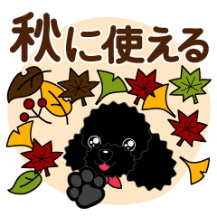 Autumn of toy poodle