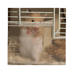 Hamster  .