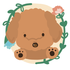 Toy poodle ROBIN'S