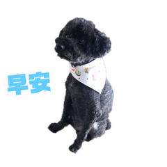 可愛的黑貴賓