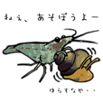 ヌマエビ君