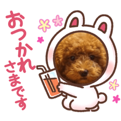 cocoa_20200912162401