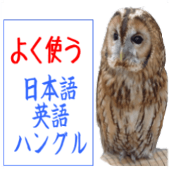 Owl photo English Japanese Korean every