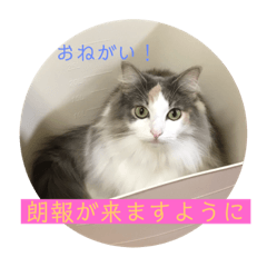 猫と犬を愛する少女