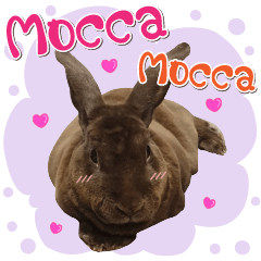 My MOCCA Rabbit