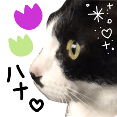 Live-action cat Hana