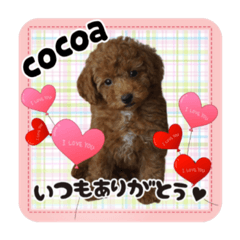 cocoa_20200912172944