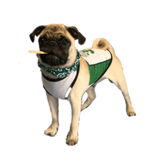 maple_20200913092929