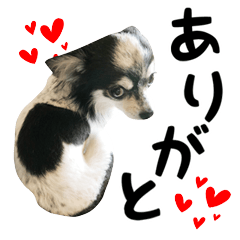 Heart dog Izumo everyday-1