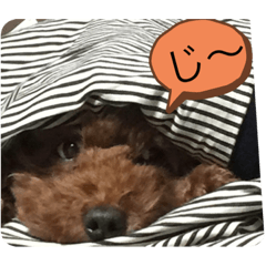 MYLOVE Toy Poodle