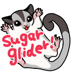 UG's Sugar Glider Sticker in English