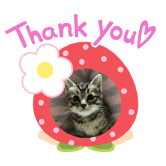 藤原家のニャンズ