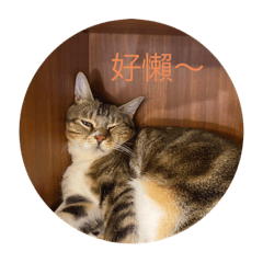 貓咪日常生活♡