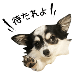 Heart dog Izumo everyday-2