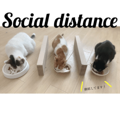 chi-mai_20200913181945