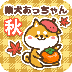 Shiba Atchan in Autumn 2