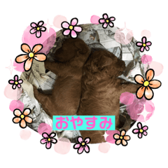 Pokopoko_20200914141801