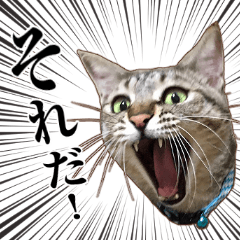 Photo cat Sticker