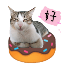 凱西的貓