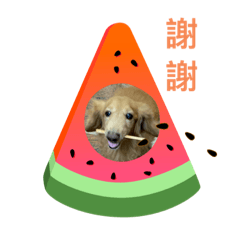 美好時光(所有家人和哈利)