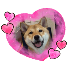 可愛柴犬 小查❤️