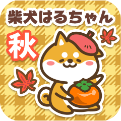 Shiba Haruchan in Autumn 2