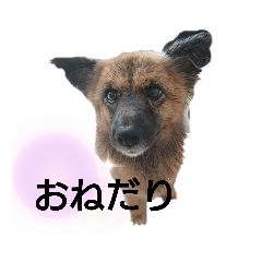 cherry_202009say0915