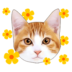 Various Orange And White Tabby Cats Line Stickers Line Store