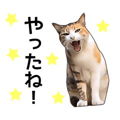 いろんなかわいい三毛猫 Line スタンプ Line Store